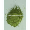 High Quality Barley Grass Powder